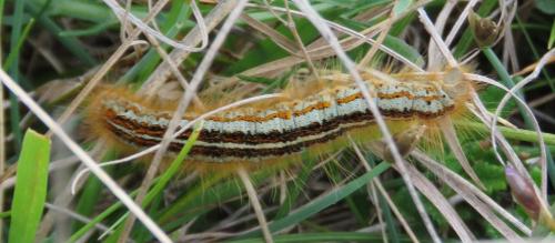 Malacosoma sp.